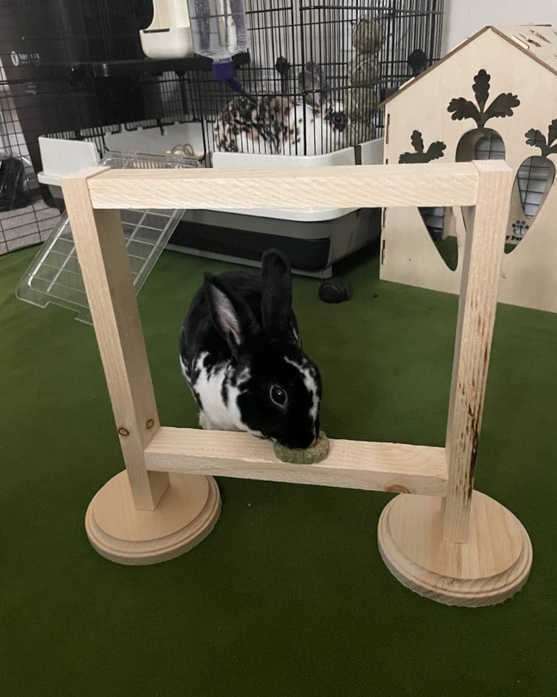 Rabbit Agility and Jumping Box Hoop