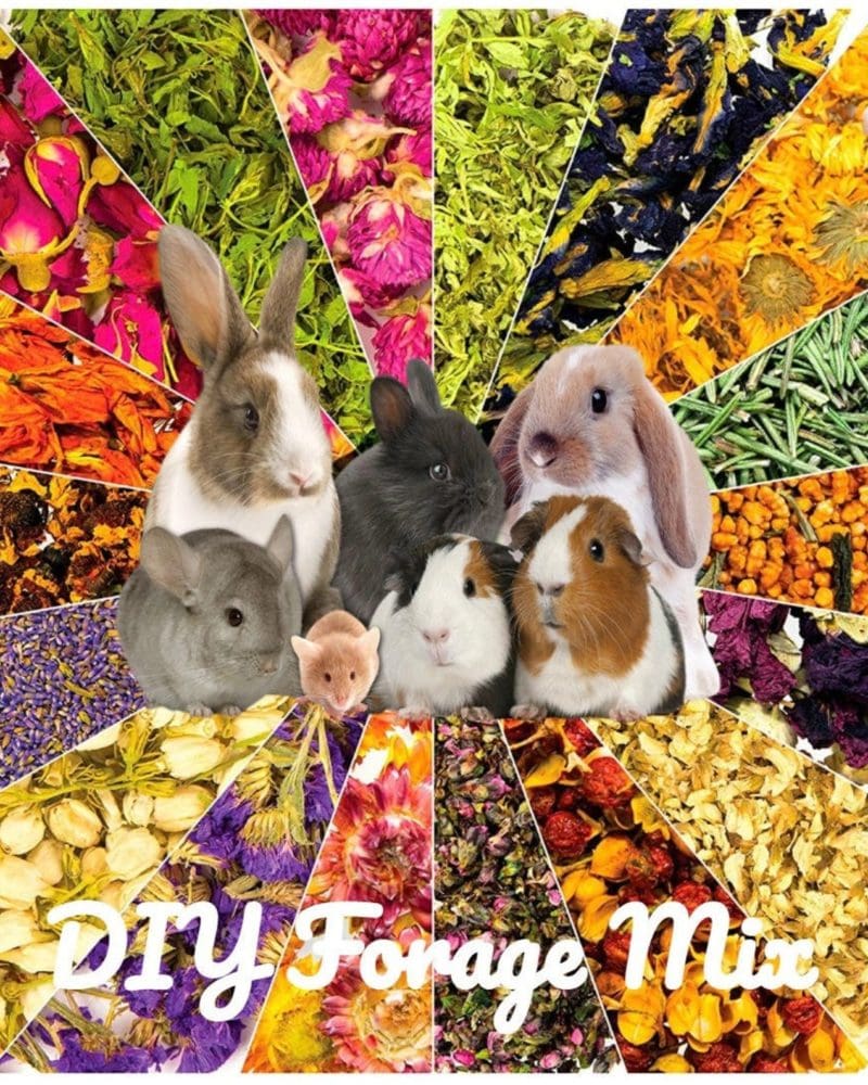 Build Your Own Premium Dried Flower Forage For Rabbit, Hamsters, Guinea Pigs, Chinchillas & Small Rodents