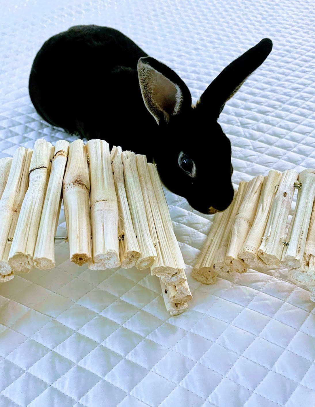 Sweet Dried Bamboo Bendable Bridge Treat and Chew Toy For Rabbits, Hamsters, Guinea Pigs, Chinchillas and Small Rodents
