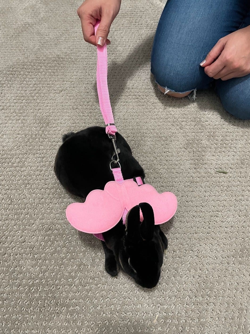 harness and leash for rabbit,cats and small dog
